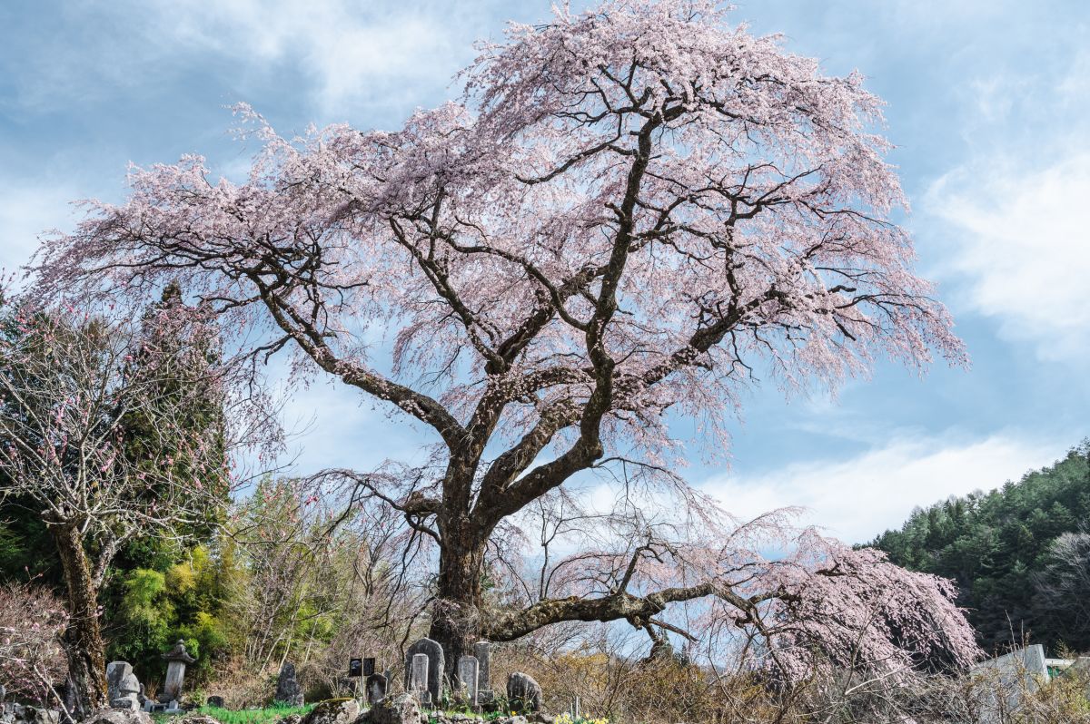 南信州の桜旅　黒船桜